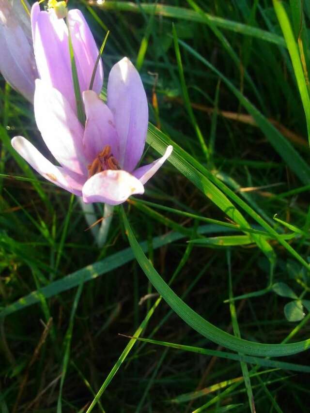 Гостевой дом Vila Rem Бран-6